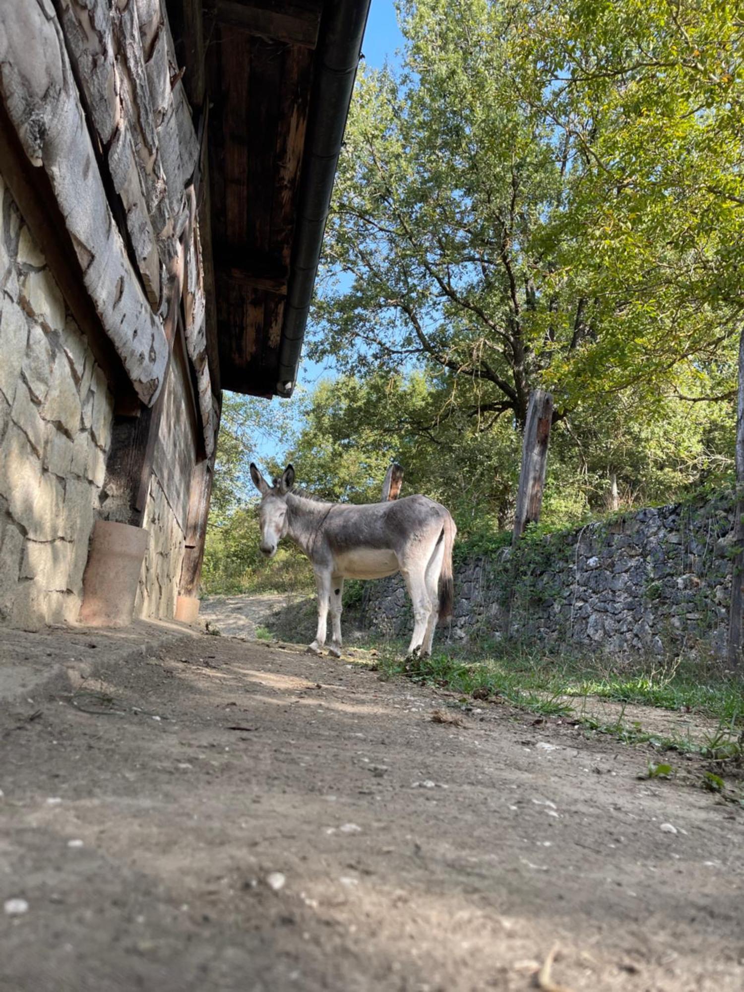 "Il Casaletto" Agriturismo Moderno, Vista Panoramica E Cibo Spettacolare- Scurcola Marsicana Eksteriør bilde